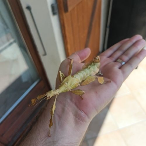 🎉 oeufs de phasme scorpion #3