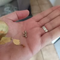 🎉 oeufs de phasme scorpion