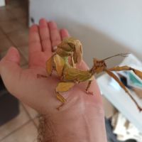 🎉 oeufs de phasme scorpion #2