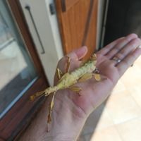 🎉 oeufs de phasme scorpion #3