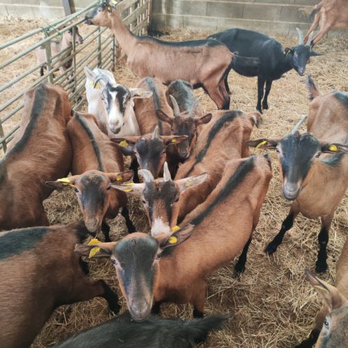 Chèvre alpine de un an et demi #0