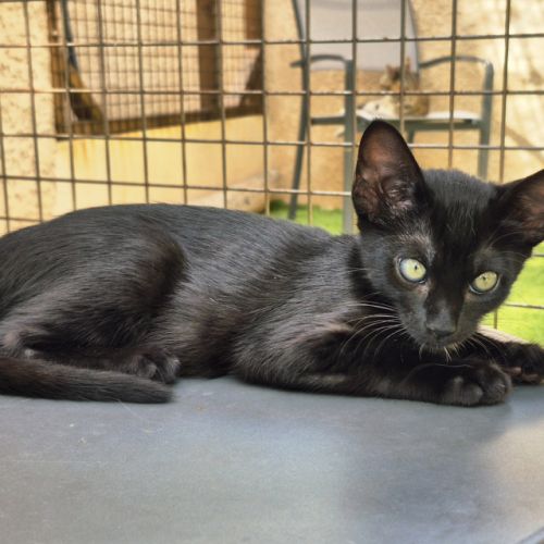 Savannah f7 sbt disponible à la réservation