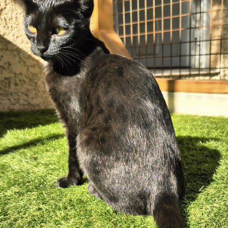 Savannah f7 sbt disponible à la réservation