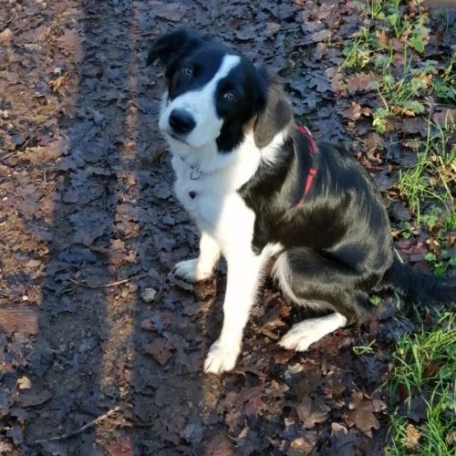 Chiots border collie #1