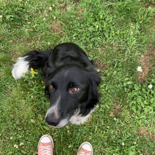 Chiots border collie #2