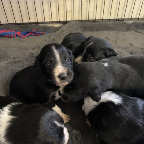 Chiots border collie #0