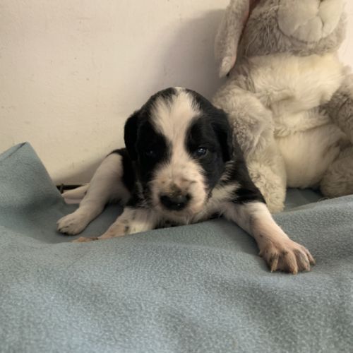 Chiots border collie #4