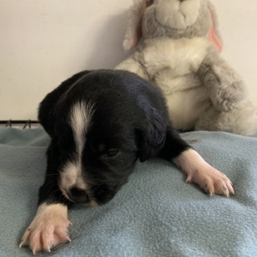 Chiots border collie #5