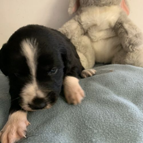 Chiots border collie #6