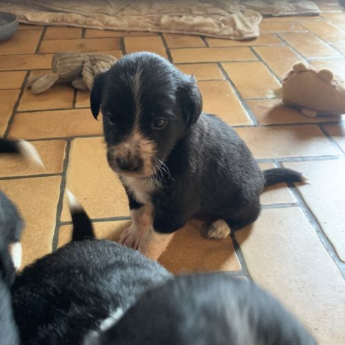 Chiots border collie #8