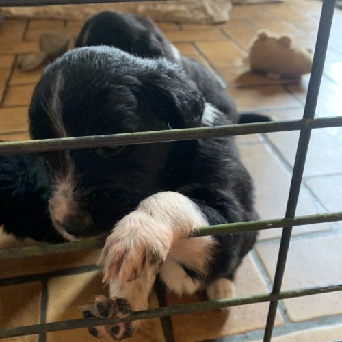 Chiots border collie #9