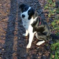 Chiots border collie #1