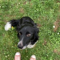 Chiots border collie #2