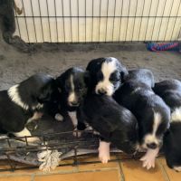 Chiots border collie #7