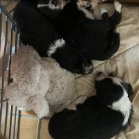 Chiots border collie #10