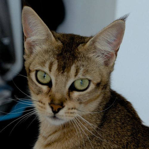 Chatons caracats bientôt disponibles