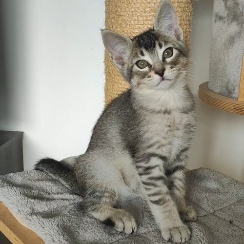 Chatons caracats disponibles ❤️ #0