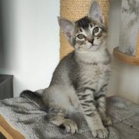 Chatons caracats disponibles ❤️ #0