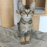 Chatons caracats disponibles ❤️ #2