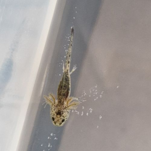 Axolotls juvéniles #2