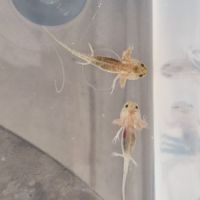 Axolotls juvéniles #1