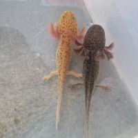 Axolotls juvéniles #1