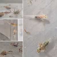 Axolotls juvéniles #0