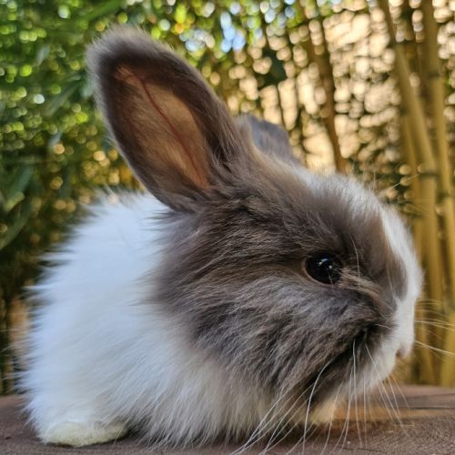 Angora anglais #0