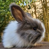 Angora anglais