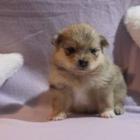 Chiots spitz (non lof)