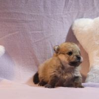 Chiots spitz (non lof) #2