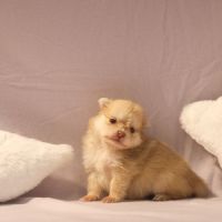 Chiots spitz (non lof) #3