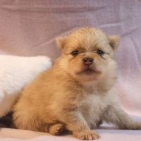 Chiots spitz (non lof) #4