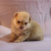 Chiots spitz (non lof) #5