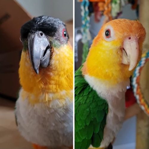 Caïques mâle et femelle