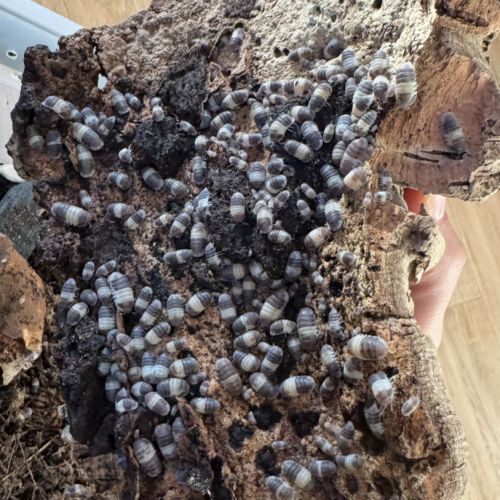 Cloporte panda king #0