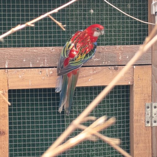 Omnicolores opaline,bleu noir , rubino. #1