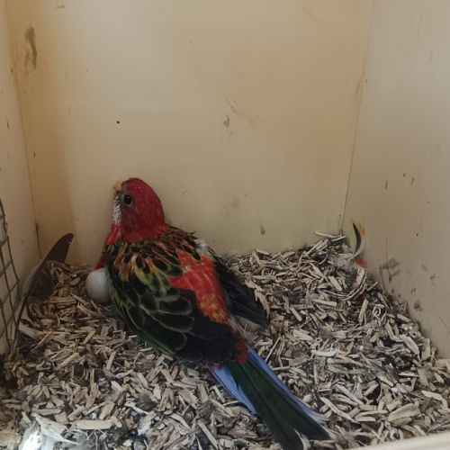 Omnicolores opaline,bleu noir , rubino. #3