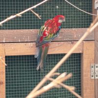 Omnicolores opaline,bleu noir , rubino. #1