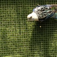 Omnicolores opaline,bleu noir , rubino. #2