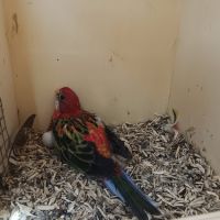 Omnicolores opaline,bleu noir , rubino. #3