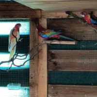 Omnicolores opaline,bleu noir , rubino.