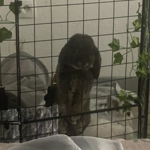 Lapin bélier à donner