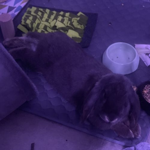 Lapin bélier à donner #2