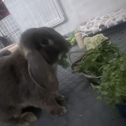Lapin bélier à donner #3