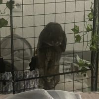 Lapin bélier à donner #0