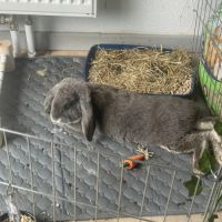 Lapin bélier à donner #4