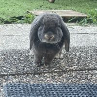 Lapin bélier à donner #5