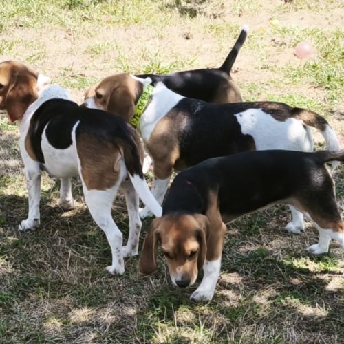 Chiot beagle #2