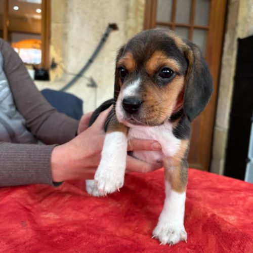 Chiot beagle #5